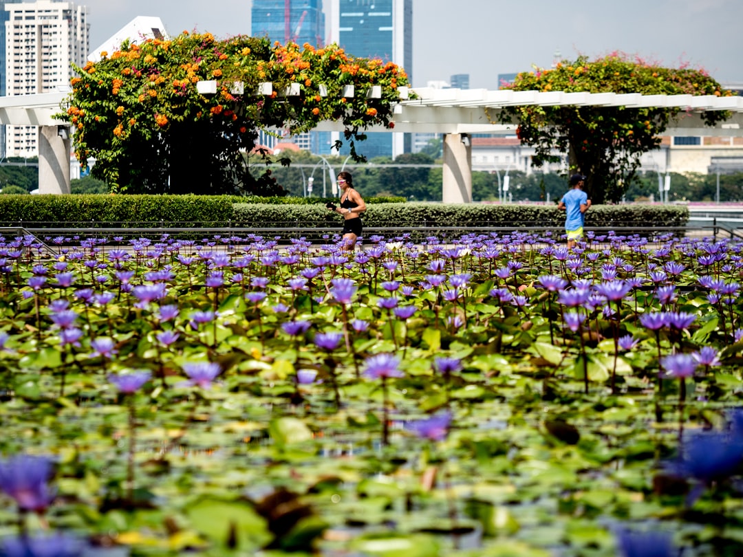 Pessoas Correndo Por Um Lago Cheio De Nenufares Roxos Vvbh4Ey73Lg