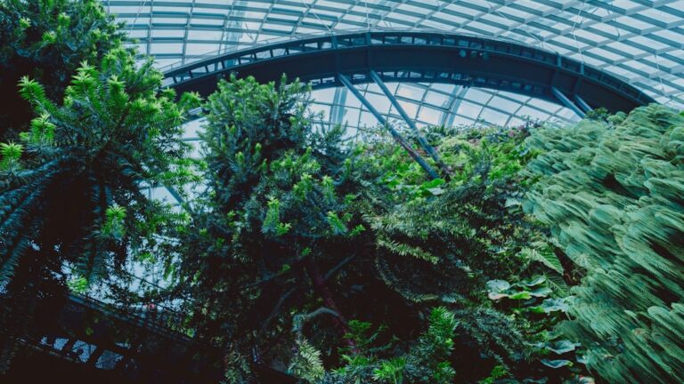 Plantas Verdes Prosperam Sob Uma Cupula De Vidro ujJzmtjmKnU